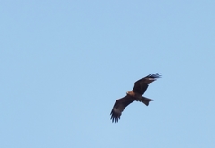 Milvus migrans