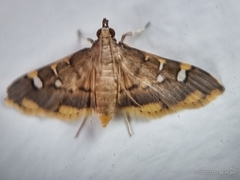Prophantis