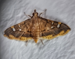 Prophantis
