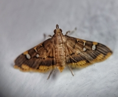 Prophantis
