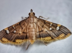 Prophantis