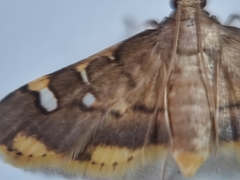 Prophantis