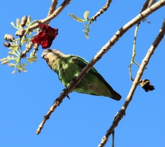 Poicephalus cryptoxanthus cryptoxanthus