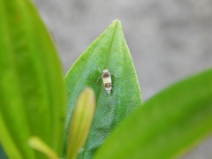 Cicadellidae