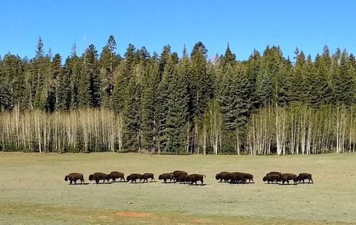 American Bison photographed in Arizona