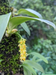 Bulbophyllum cariniflorum