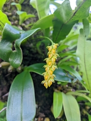 Bulbophyllum cariniflorum