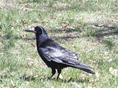 Corvus frugilegus