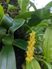 Bulbophyllum cariniflorum