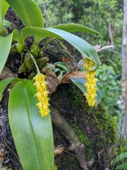 Bulbophyllum cariniflorum