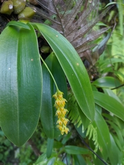 Bulbophyllum cariniflorum