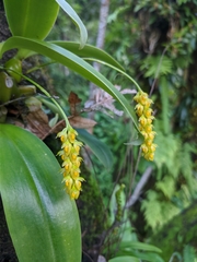 Bulbophyllum cariniflorum