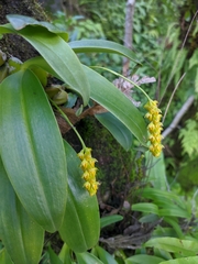 Bulbophyllum cariniflorum