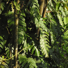 Rhaphidophora decursiva