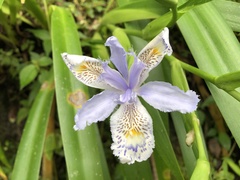 Iris formosana