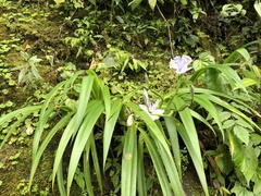Iris formosana