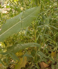 Lactucinae