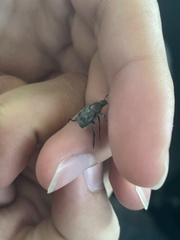 Trichiotinus affinis