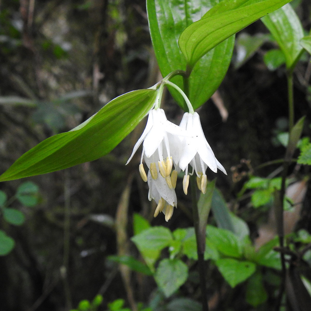 Disporum leucanthum from 23PG+VF5, Singalila Forest, West Bengal, India ...