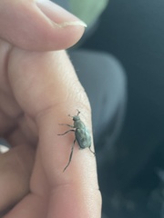 Trichiotinus affinis