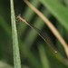 Eurysticta coomalie - Photo (c) Phil Benstead, algunos derechos reservados (CC BY-NC), subido por Phil Benstead