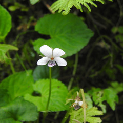 Viola pilosa