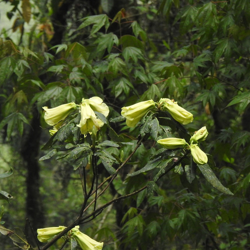 Rhododendron dalhousieae, photograph 1