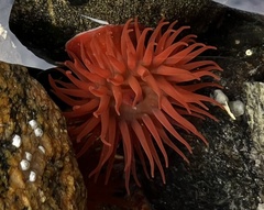 Actinia equina