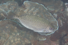 Siganus spinus