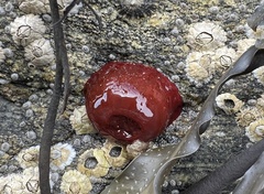 Actinia equina