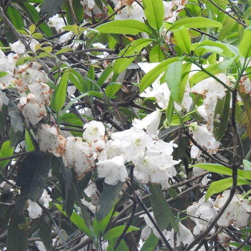 Rhododendron griffithianum, photograph 1