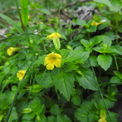 Erythranthe nepalensis