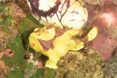 Antennarius maculatus