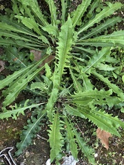Asteraceae