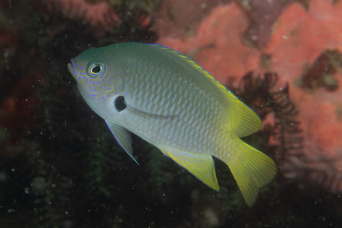 Blackmargin Damsel (Pomacentrus nigromarginatus) · iNaturalist