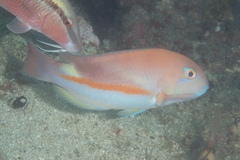 Choerodon zamboangae