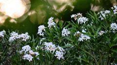 Tournefortia sibirica