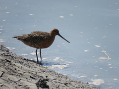 Limosa lapponica
