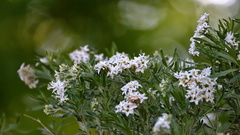 Tournefortia sibirica