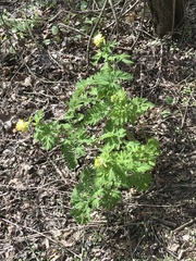 Corydalis nobilis