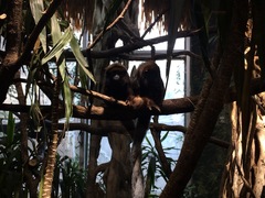 Plecturocebus cupreus