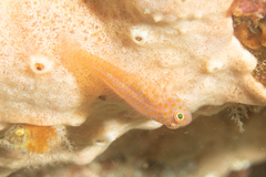 Trimma macrophthalmus