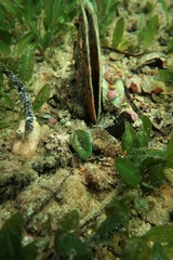 Homophyllia australis