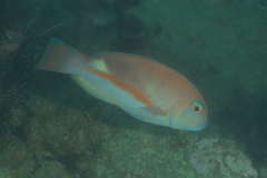 Choerodon zamboangae