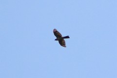 Accipiter striatus chionogaster