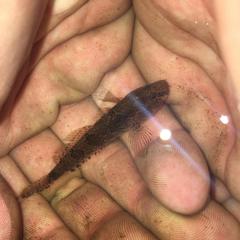Proterorhinus semilunaris