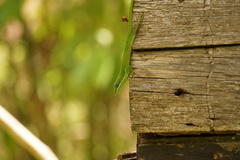 Anolis viridius
