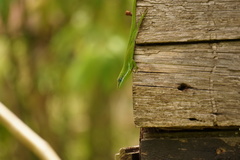 Anolis viridius