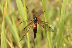 Tanyptera nigricornis