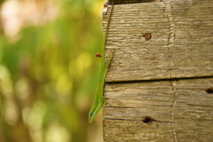 Anolis viridius